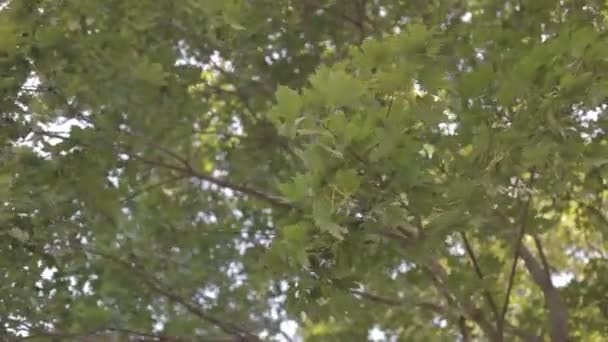 Drzewa liści szelest na wietrze — Wideo stockowe