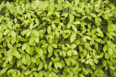 yaprakları arka plan