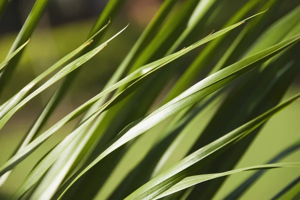 背の高い草、グルガオン — ストック写真