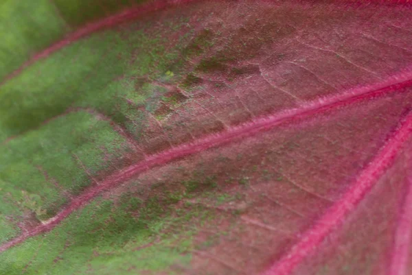 Leaf background — Stock Photo, Image