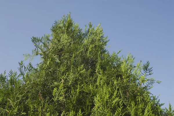 Vue en angle bas d'un thuja — Photo