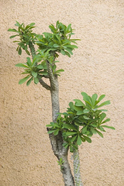 Tree in front of a wall — Stock Photo, Image