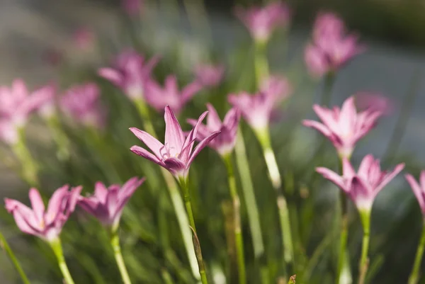 Wildflowers — Stock Photo, Image