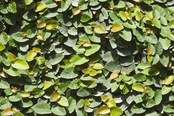 Plants background — Stock Photo, Image