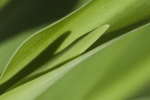 Gros plan d'une feuille — Photo