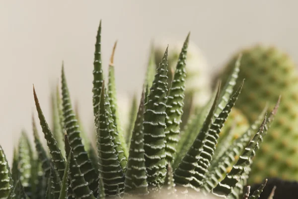 Aloe Veran kasvi, Gurgaon — kuvapankkivalokuva