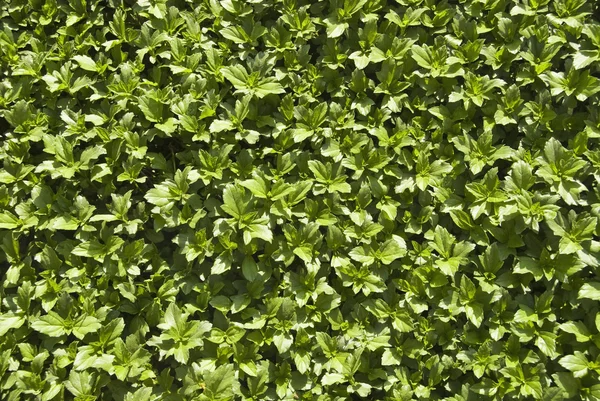 Plants background — Stock Photo, Image