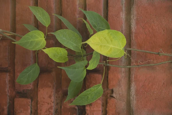 Ivy sur un mur, Gurgaon — Photo