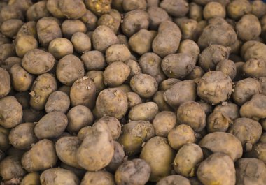 Patates.