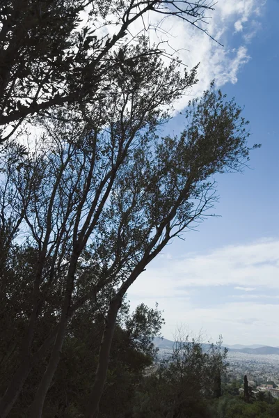 Bomen in een veld, Athene — Stockfoto