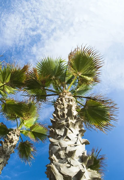 Vista ad angolo basso delle palme — Foto Stock