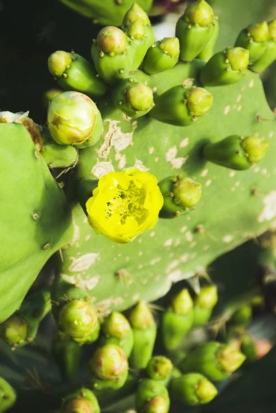 Gros plan d'une plante de cactus — Photo