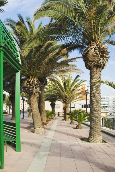 Parktaki palmiye ağaçları — Stok fotoğraf