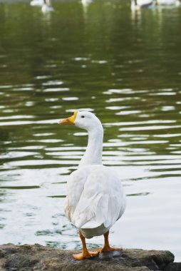 lakeside adlı ördek