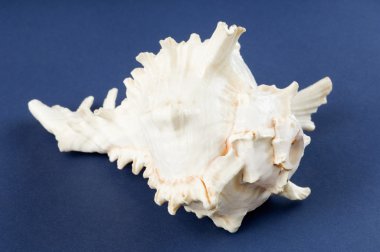 kabuklu deniz hayvanı kabuğu