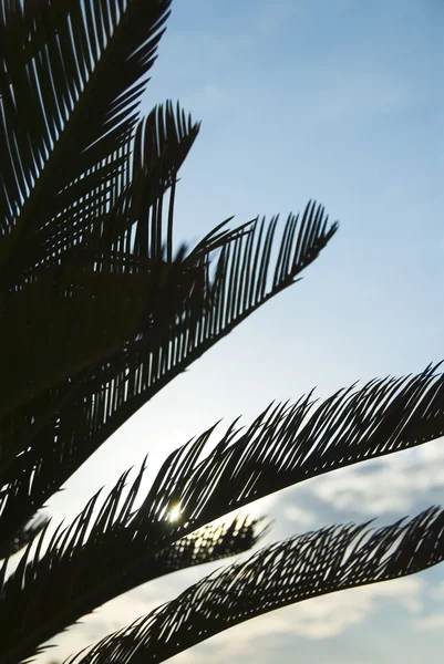 Silhouet van palmbladeren — Stockfoto