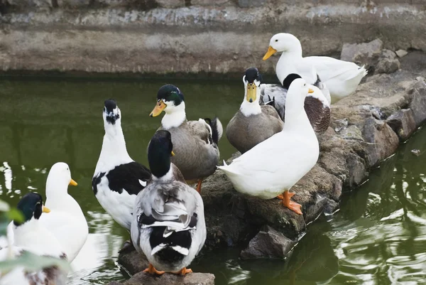 Patos en el estanque —  Fotos de Stock