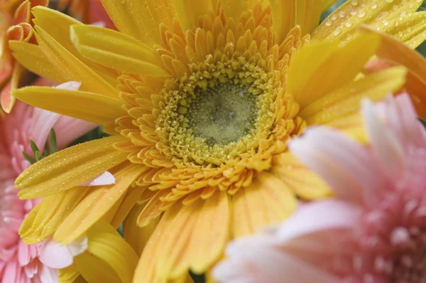 Daisy flowers — Stock Photo, Image