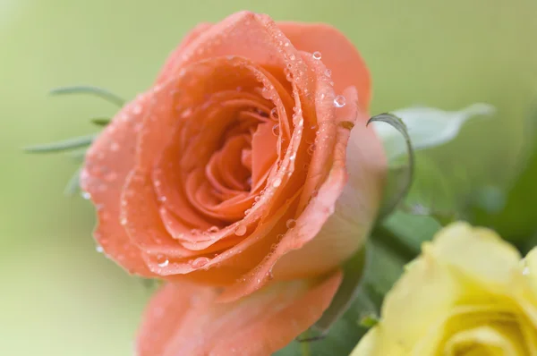 Δροσιά που πέφτει σε ροδαλά λουλούδια — Φωτογραφία Αρχείου