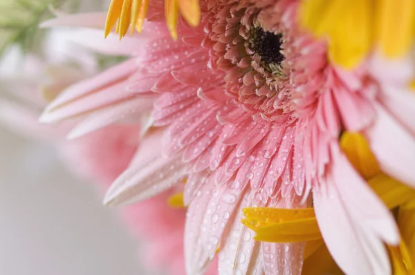 Dew drops on Daisy flowers — Stock Photo, Image