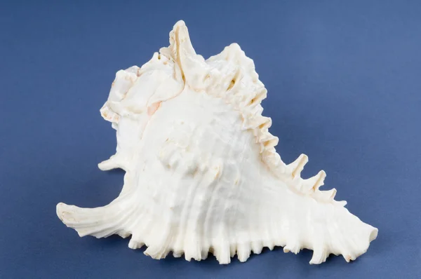 Conch shell — Stock Photo, Image