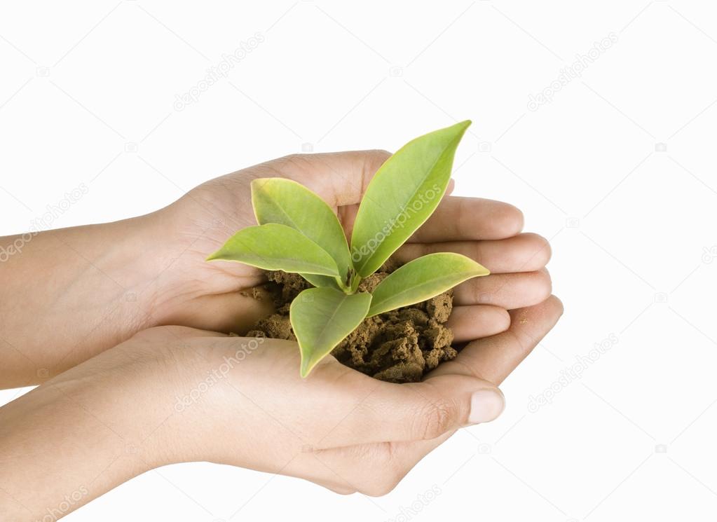Hand holding a sapling