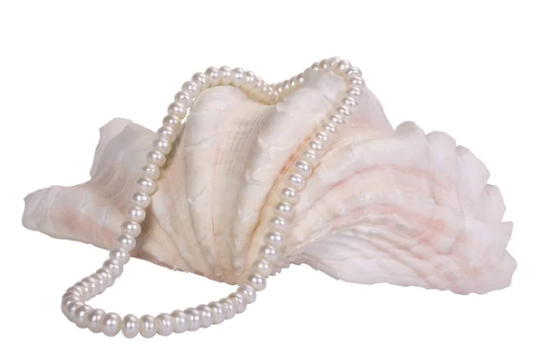 Close-up of a pearl necklace on a seashell — Stock Photo, Image