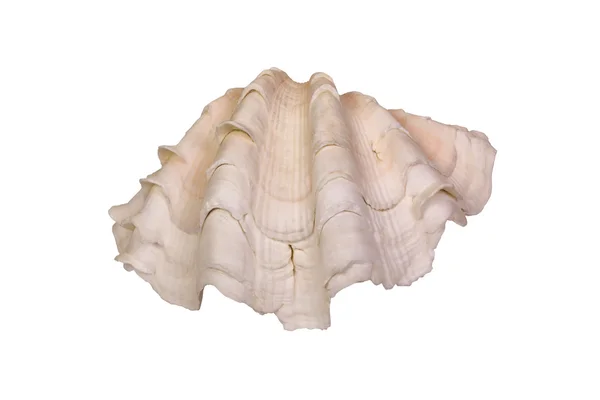 Close-up of a sea shell — Stock Photo, Image