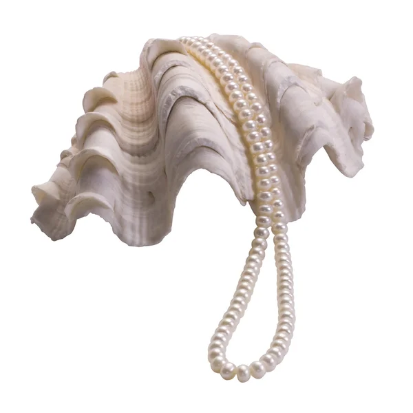 Close-up of a pearl necklace on a seashell — Stock Photo, Image