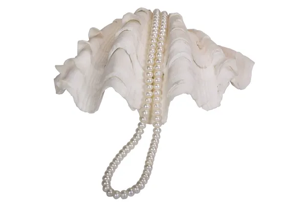 Primer plano de un collar de perlas en una concha — Foto de Stock