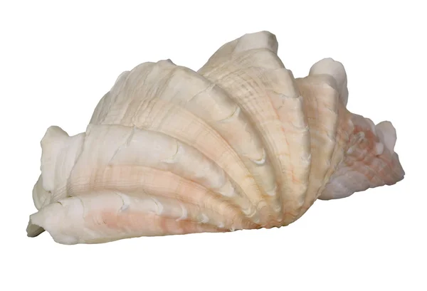 Close-up of a sea shell — Stock Photo, Image