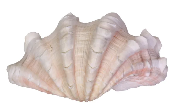 Close-up of a sea shell — Stock Photo, Image