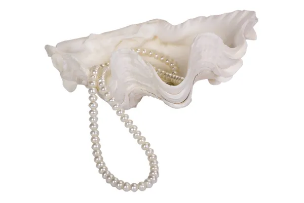 貝殻の真珠のネックレスのクローズ アップ — ストック写真