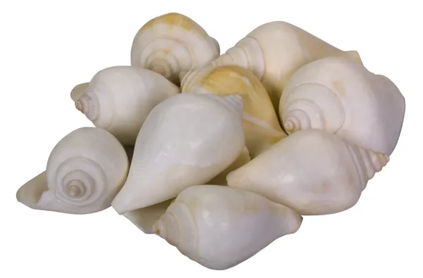 Close-up of heap of seashells — Stock Photo, Image