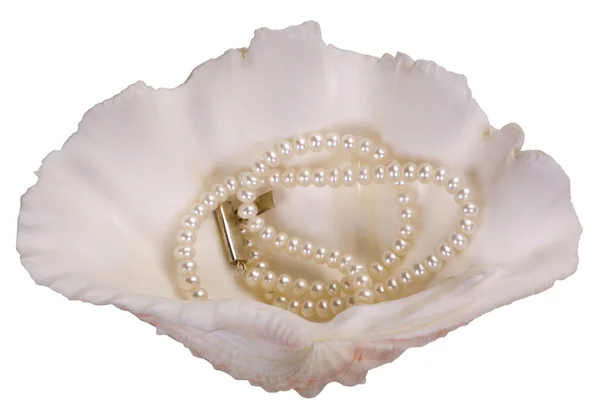 Close-up of a pearl necklace on a seashell — Stock Photo, Image