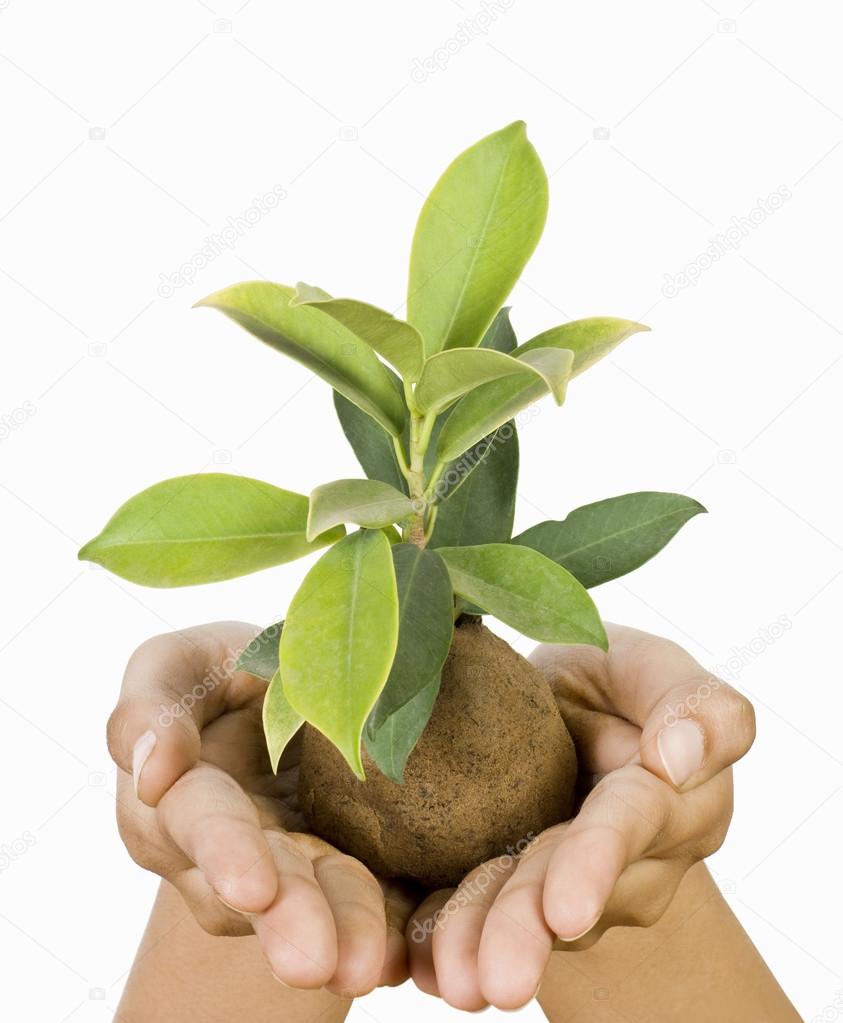 Hand holding a sapling