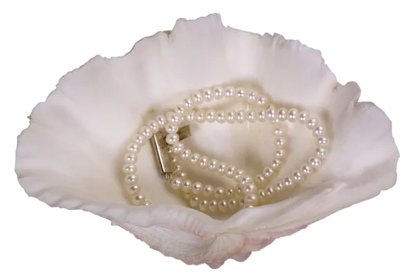 Gros plan d'un collier de perles sur un coquillage — Photo