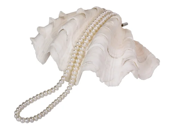 Primo piano di una collana di perle su una conchiglia — Foto Stock