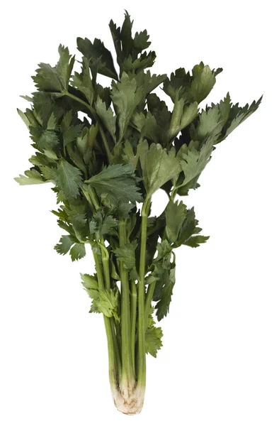 Close-up of a bunch of cilantro — Stock Photo, Image