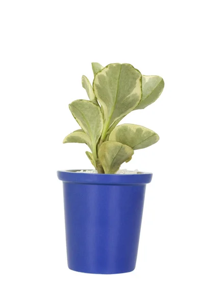 Közeli kép: egy cserepes növény — Stock Fotó