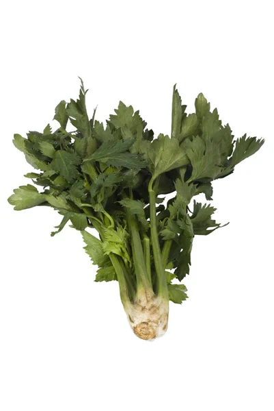 Close-up of a bunch of cilantro — Stock Photo, Image