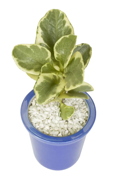 Close-up of a potted plant — Stock Photo, Image