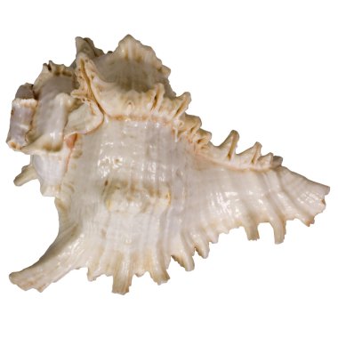 Close-Up bir kabuklu deniz hayvanı kabuğu