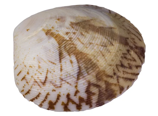 Close-up van een shell — Stockfoto