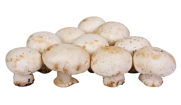 Zbliżenie jadalnych grzybów — Zdjęcie stockowe