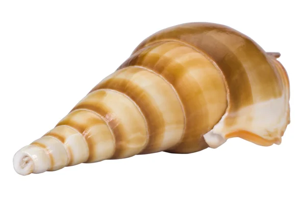 Close-up of a conch shell — Stock Photo, Image