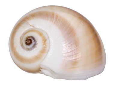 Close-Up bir kabuklu deniz hayvanı kabuğu