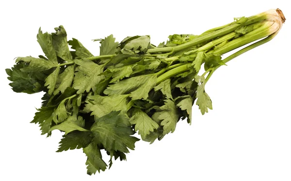 Close-up of cilantro leaves — Stock Photo, Image