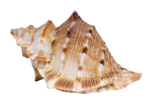 Close-up of a conch shell — Stock Photo, Image