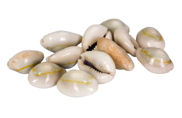 Nahaufnahme von verschiedenen Muscheln — Stockfoto